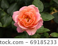 Rose rose 69185233
