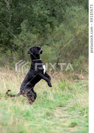 Big black cane corso active dog playing and jumping at nature 69185673