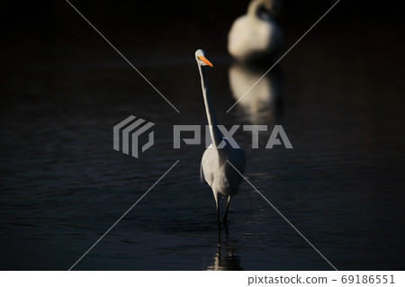 Egret from the side of the river Egret from the side of the river 69186551