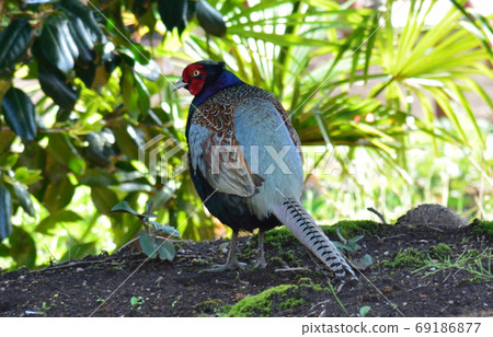 Pheasants #21 in our garden 69186877