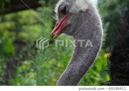 Ostrich Ostrich 69186911