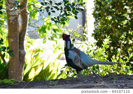 Pheasants in my garden #34 Pheasants in my garden #34 69187110