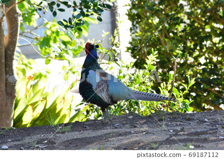 Pheasants #32 in our garden 69187112