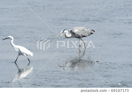 Gray heron Gray heron 69187173