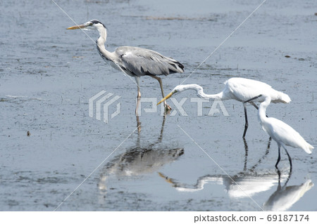 Gray heron 69187174