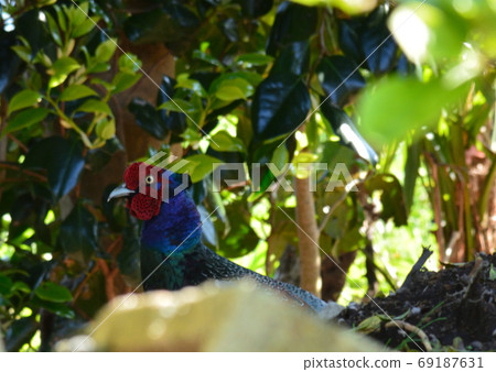 Pheasants #43 in our garden 69187631