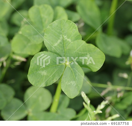 四片葉子的三葉草 69187758