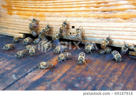 House of Japanese bees Nest box House of Japanese bees Nest box 69187918