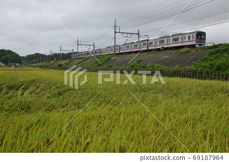 Keisei Electric Railway 3700 running on the embankment of a grown rice field 69187964