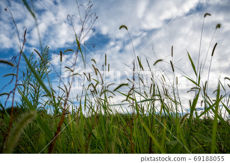 Cat grab and sky 69188055