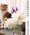 Flowers and cats 69188066
