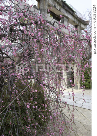 Kan Minister Shrine, Yae Red Weeping Plum Kan Minister Shrine, Yae Red Weeping Plum 69188224