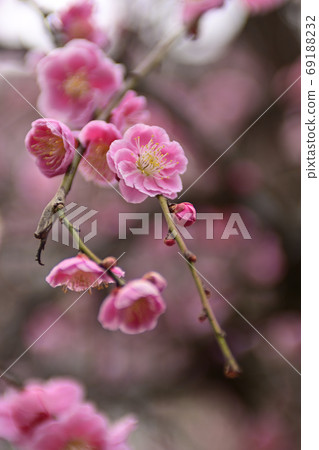 Minister大臣神社,八重紅哭梅 Minister大臣神社,八重紅哭梅 69188232