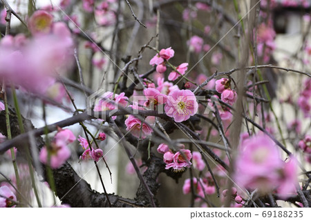Kan Minister Shrine, Yae Red Weeping Plum 69188235