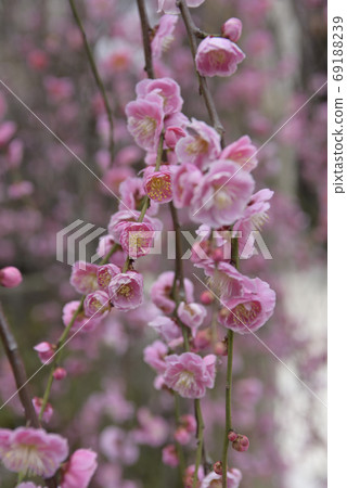 Minister大臣神社，八重紅哭梅 69188239