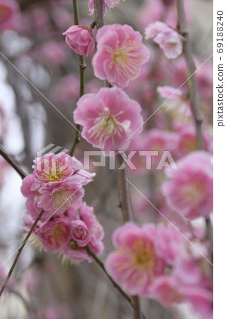 Kan Minister Shrine, Yae Red Weeping Plum Kan Minister Shrine, Yae Red Weeping Plum 69188240