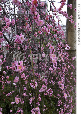Kan Minister Shrine, Yae Red Weeping Plum 69188245