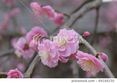 Minister大臣神社，八重紅哭梅 69188250