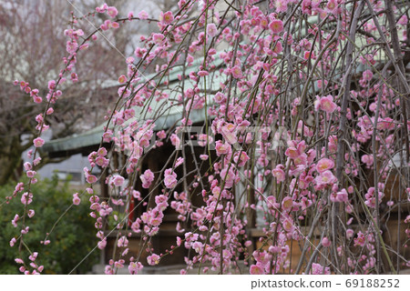 Kan Minister Shrine, Yae Red Weeping Plum 69188252
