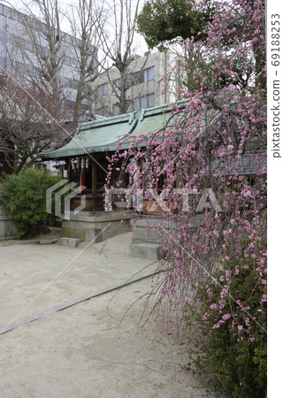 Kan Minister Shrine, Yae Red Weeping Plum 69188253