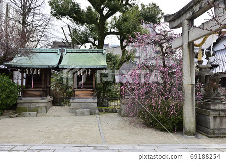 Kan Minister Shrine, Yae Red Weeping Plum 69188254
