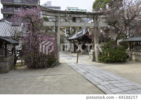 Minister大臣神社,八重紅哭梅 Minister大臣神社,八重紅哭梅 69188257