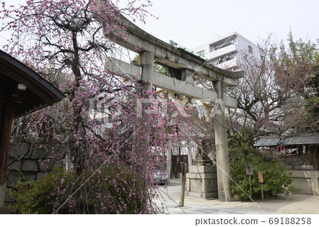 Kan Minister Shrine, Yae Red Weeping Plum 69188258