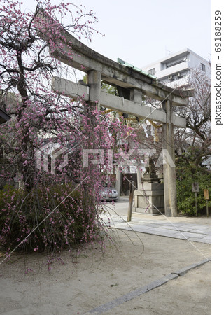 Minister大臣神社,八重紅哭梅 Minister大臣神社,八重紅哭梅 69188259