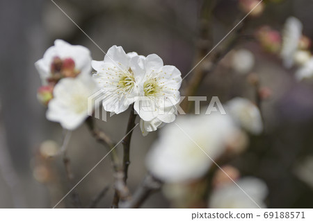 Kan Minister Shrine Tomei (Shiraume) Kan Minister Shrine Tomei (Shiraume) 69188571