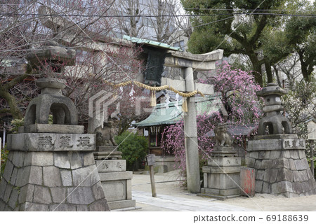 Kan Minister Shrine, Yae Red Weeping Plum and Hiume (Shiraume) 69188639