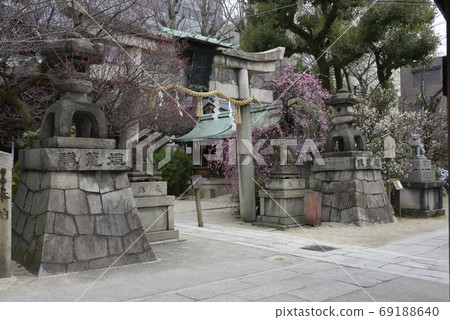 Kan Minister Shrine, Yae Red Weeping Plum and Hiume (Shiraume) 69188640