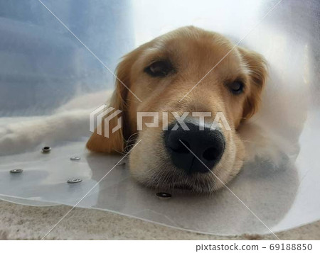 A sad dog wearing an Elizabeth collar A sad dog wearing an Elizabeth collar 69188850