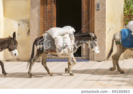 驢在摩洛哥非斯工作 69188863