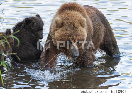 Huge mother Kamchatka brown bear with two bear cubs fishing red salmon fish during spawning in river Huge mother Kamchatka brown bear with two bear cubs fishing red salmon fish during spawning in river 69189013