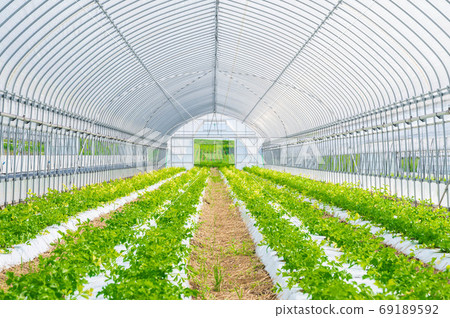 Celery house cultivation Celery house cultivation 69189592