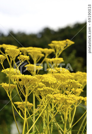 Ominae (maro flower) 69190818