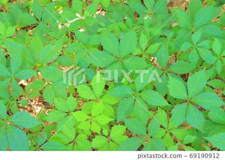 The texture of the five-leaf plant that spreads out 69190912