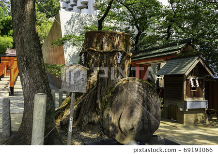 Kobe Ikuta Shrine, Kusunoki sacred tree, Kobe City, Hyogo Prefecture 69191066