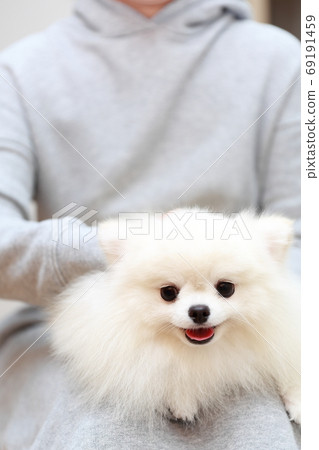 女人坐在沙發上，抱著一個博美犬男孩 69191459