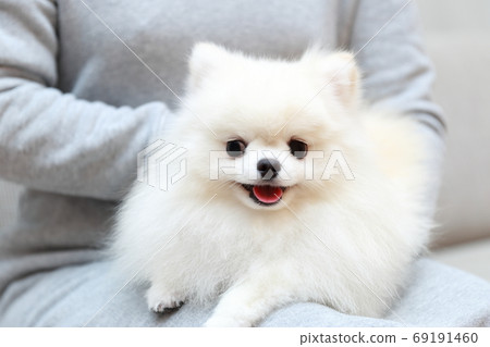 女人坐在沙發上，抱著一個博美犬男孩 69191460