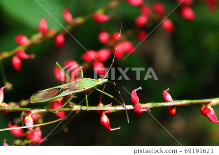 Spider helicopter and spider flowers Spider helicopter and spider flowers 69191621