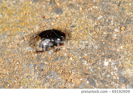 Creature insect Beetle stink bug, size is 4 or 8 mm. Thorns legs with small red eyes Creature insect Beetle stink bug, size is 4 or 8 mm. Thorns legs with small red eyes 69192609