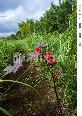 蓖麻花盛開在秋天 69193000
