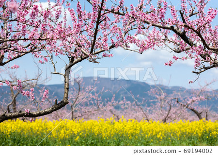 莫莫巴塔的半田山 莫莫巴塔的半田山 69194002