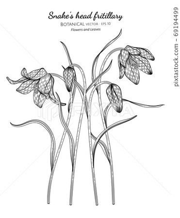 Snake's head fritillary flower and leaf hand drawn Snake's head fritillary flower and leaf hand drawn 69194499
