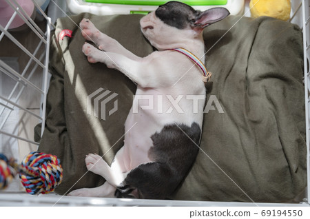 Boston Terrier Boston Terrier 69194550