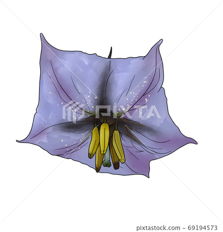 Eggplant flowers Eggplant flowers 69194573