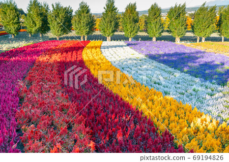 Gardening rainbow colour flower farm Gardening rainbow colour flower farm 69194826