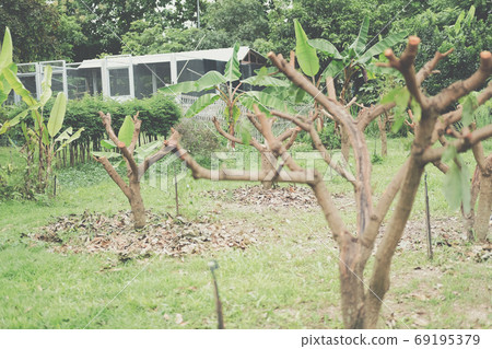 Pruning Training Tree. Garden Maintenance Pruning Training Tree. Garden Maintenance 69195379