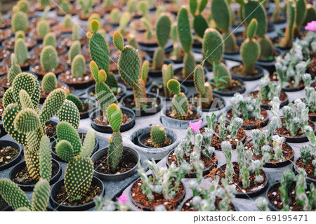 growing succulent cactus plant in pot. 69195471